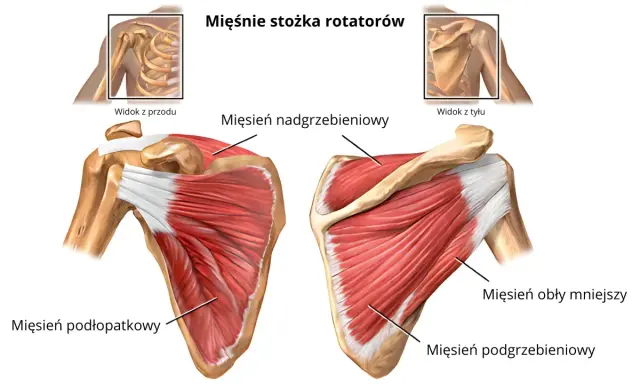 Anatomia barku: mięsień nadgrzebieniowy przyczepy, podłopatkowy, obły mniejszy i podgrzebieniowy. Widok z przodu i z tyłu.