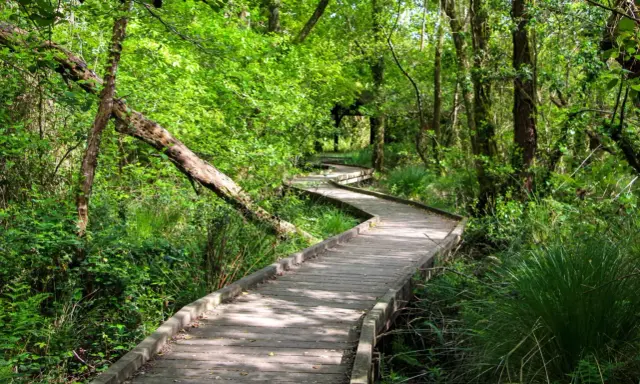 Sendero de madera serpentea por un bosque frondoso. Un lugar ideal que ver en las Landas para conectar con la naturaleza.