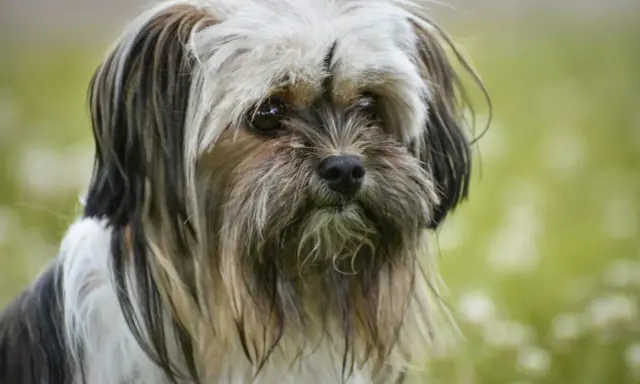 Un Lhassa Apso au poil court, au regard doux, se promène dans un champ verdoyant.