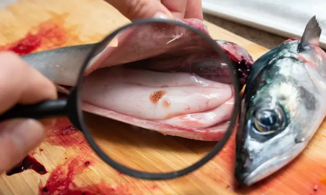 L'anisakis nel pesce crudo è un pericolo: se non cotto bene, anisakis si muore. Qui si vede un verme sotto lente d'ingrandimento.