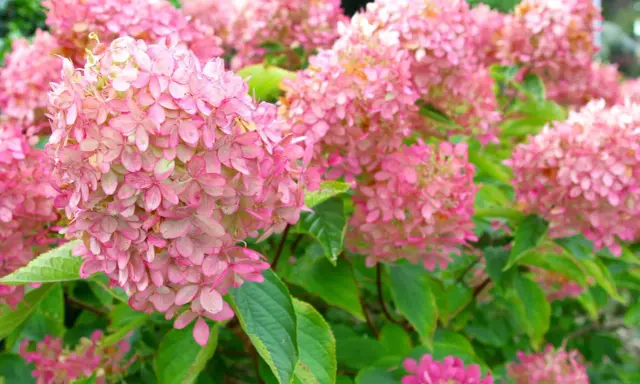 Ein Meer aus zarten rosa Rispenhortensien, bereit für den Rückschnitt im Herbst.