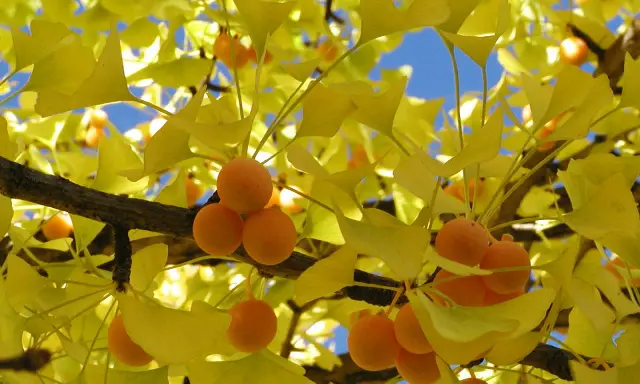 Ginkgo arbre en automne, ses feuilles d'un jaune éclatant et ses fruits orangés brillent sous le ciel bleu.