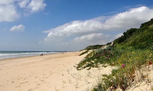 Sonniger Strand an der Costa de la Luz mit sanften Wellen, Sanddünen und blühenden Pflanzen.