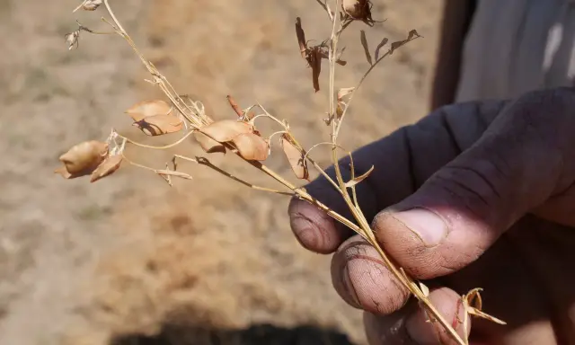 Main d'agriculteur tenant une tige sèche de lentilles, prête pour la récolte dans un champ.