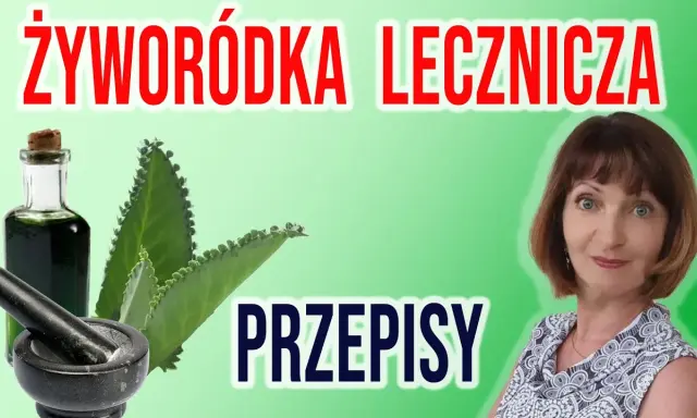 Jak zrobić nalewkę z żyworódki? Kompletny przewodnik krok po kroku