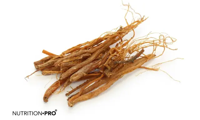 Racines de ginseng séchées, connues pour leurs ginseng bienfaits homme, sur fond blanc.