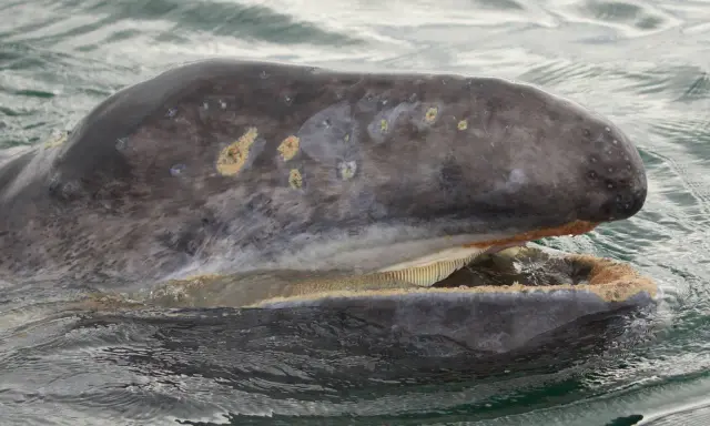 Megattera con bocca aperta, mostrando le sue placche filtranti invece dei denti. La pelle grigia è segnata da macchie chiare.
