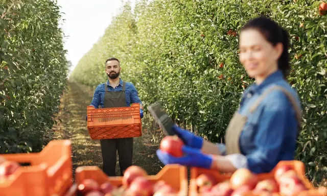 Praca w sadzie jabłkowym. Mężczyzna z koszem jabłek, kobieta zbiera owoce. Idealne miejsce, gdzie wyjechać do pracy.