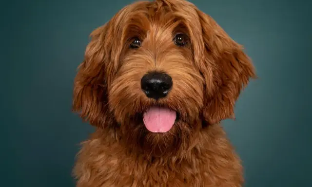 Rudy pudel z labradorem, z językiem na wierzchu, patrzy w obiektyw na tle ciemnozielonej ściany.