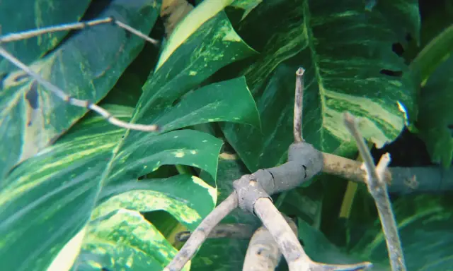 Monstera z bujnymi liśćmi i widocznymi korzeniami powietrznymi, które oplatają gałązki.