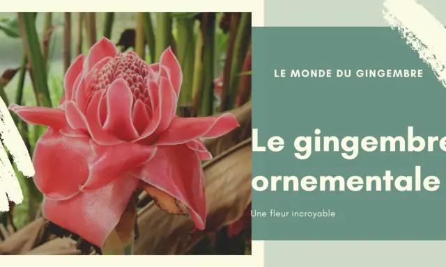 Fleur de gingembre ornementale, d'un rose éclatant, se dresse fièrement au milieu de feuillages luxuriants. Une merveille de la nature.