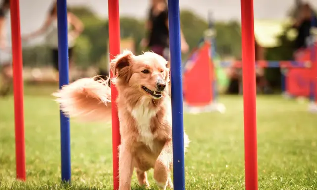 Chien roux plein d'agilité navigue entre des poteaux rouges et bleus lors d'une compétition d'agility.