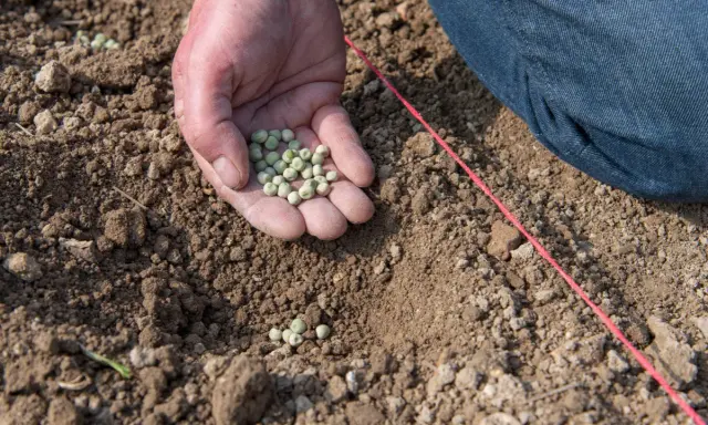 Main d'une personne tenant des graines de petit pois, prête à les semer dans la terre. Le printemps est là, le moment idéal quand semer petit pois.