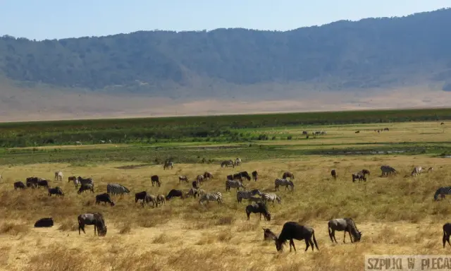 Kenia: Kiedy jechać? Wielka Migracja, safari, pogoda Twój plan.