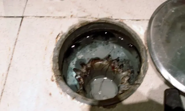 Interior de un bote sifónico con agua estancada y residuos.