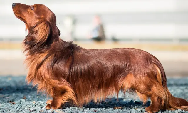 Un magnifique chien poilu, un teckel à poil long, se tient fièrement sur un chemin de gravier, le museau levé vers le ciel.