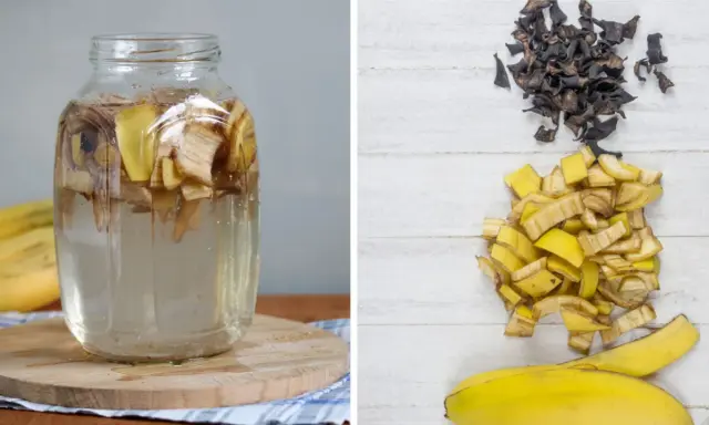 Słoik z wodą i kawałkami bananów, obok stosy skórek bananowych – składniki do przygotowania domowego nawozu z banana.