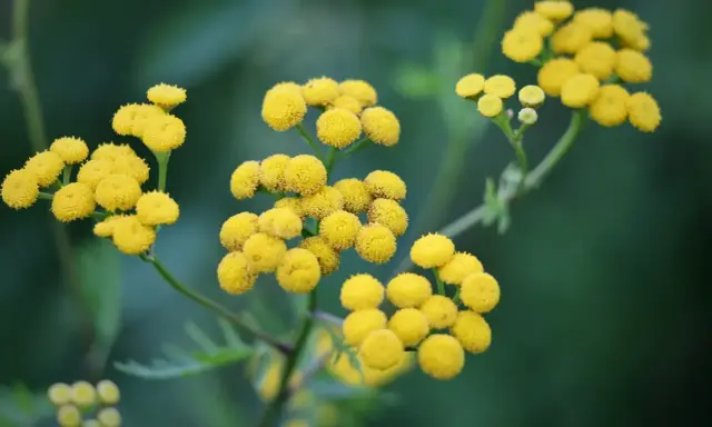 Grappes de fleurs jaunes d'hélichryse italienne, connues pour leurs nombreux bienfaits.