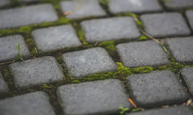 Zielony mech porasta szczeliny między szarymi kostkami brukowymi, tworząc naturalny dywan.