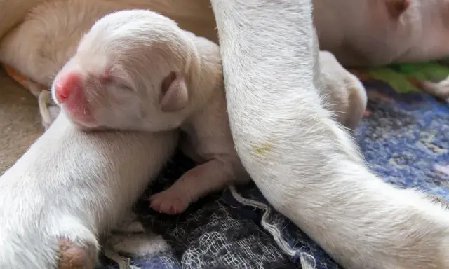 Nowiutkie szczenięta, jedno z nich ma widoczny pępek u psa, śpią wtulone w siebie i mamę.
