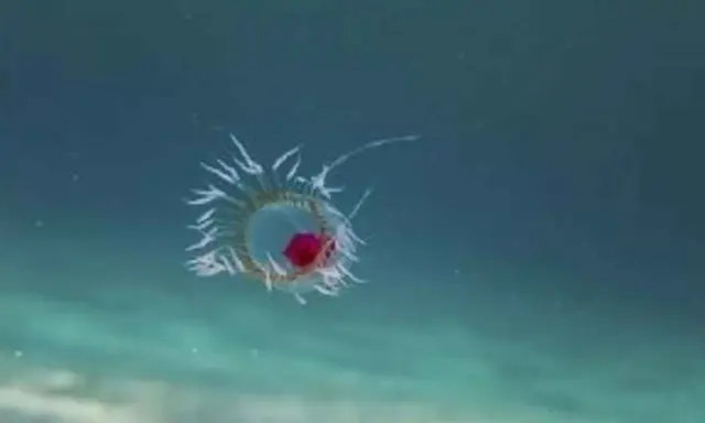 Una medusa bioluminescente fluttua nell'oscurità oceanica, un piccolo gioiello di vita media medusa.