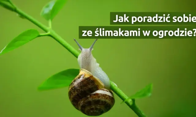 Ślimaki w ogrodzie? Opanuj inwazję! Bezpiecznie dla dzieci i zwierząt