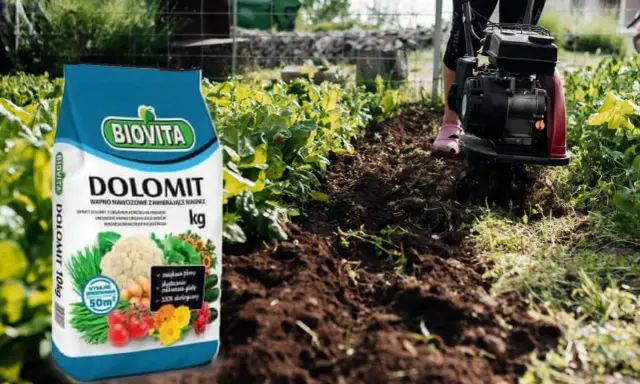 Torba z nawozem Dolomit Biovita obok grządki, gdzie glebogryzarka spulchnia ziemię. Czy dolomit jest szkodliwy? Nie, jest to wapno nawozowe z magnezem.