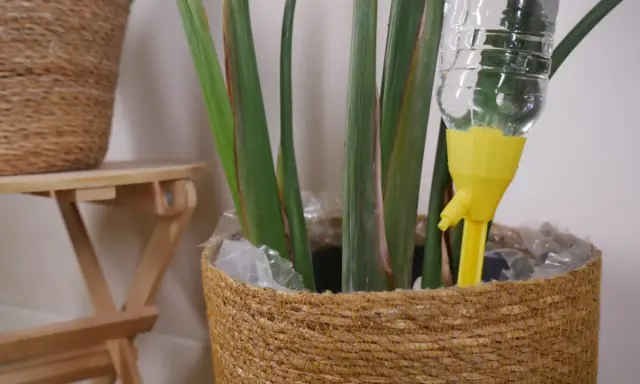 Sistema de riego automático para regar plantas en vacaciones. Una botella de agua con un gotero amarillo se inserta en una maceta de mimbre.