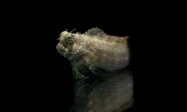Un piccolo pesce con protuberanze simili a corna e occhi sporgenti, che sembra quasi che i pesci abbiano le orecchie. Riflesso su una superficie scura.