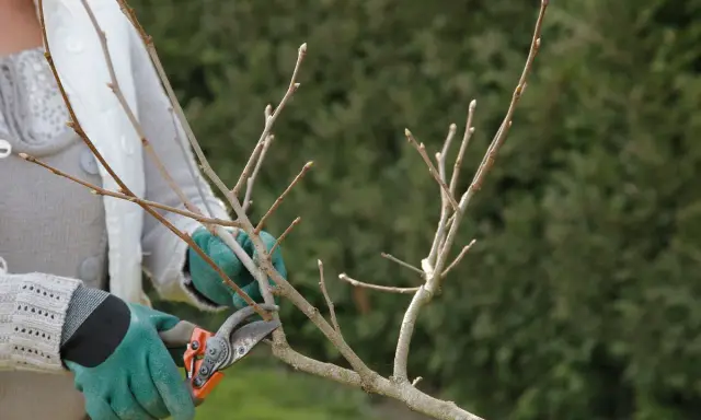 Gants verts et sécateur pour la taille d'un kaki arbre.