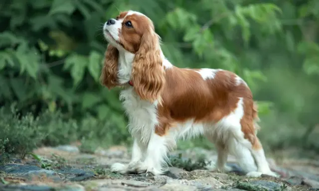Uroczy Cavalier King Charles Spaniel, idealny pies dla dzieci, z rudymi i białymi łatami, stoi na kamienistej ścieżce wśród zieleni.