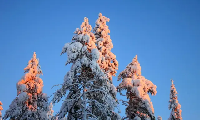 Snötäckta träd i Lappland, Sverige, badar i solnedgångens varma ljus mot en klarblå himmel.