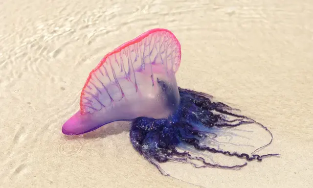 Una caravella portoghese, una delle meduse mortali, spiaggiata sulla sabbia con i suoi tentacoli blu e viola.