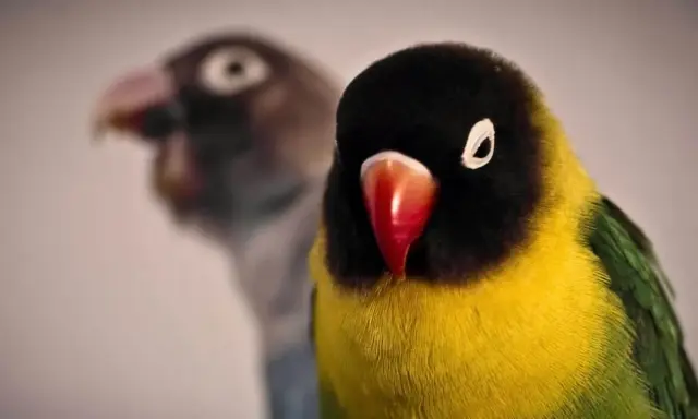 Due pappagalli inseparabili, uno giallo e nero in primo piano, l'altro sfocato sullo sfondo. Il loro comportamento è affascinante.
