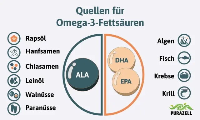 Quellen für Omega-3-Fettsäuren: Rapsöl, Hanfsamen, Chiasamen, Leinöl, Walnüsse, Paranüsse, Algen, Fisch, Krebse, Krill. Die Grafik zeigt, wieviel Omega 3 am Tag man zu sich nehmen kann.