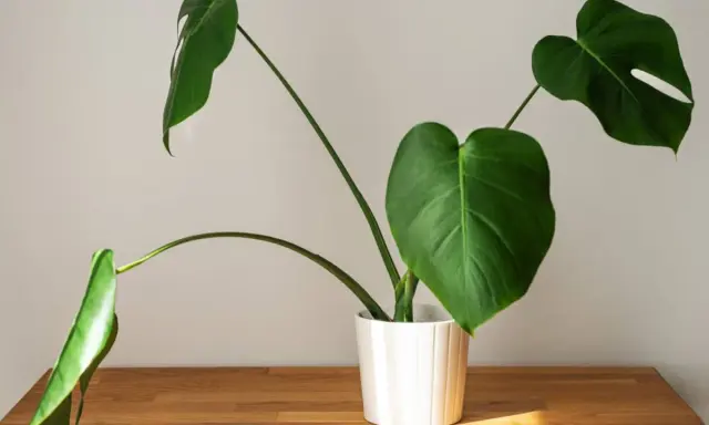 Monstera w białej doniczce na drewnianym blacie. Zastanawiasz się, dlaczego monstera nie ma dziur? To młoda roślina, która dopiero zaczyna rozwijać swoje charakterystyczne liście.
