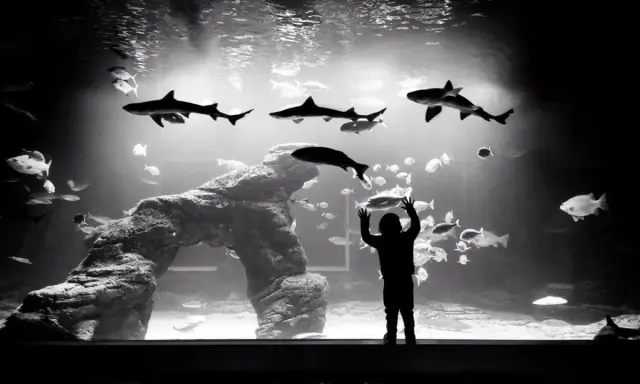 Silueta de niño maravillado ante tiburones y peces en el acuario Santander.