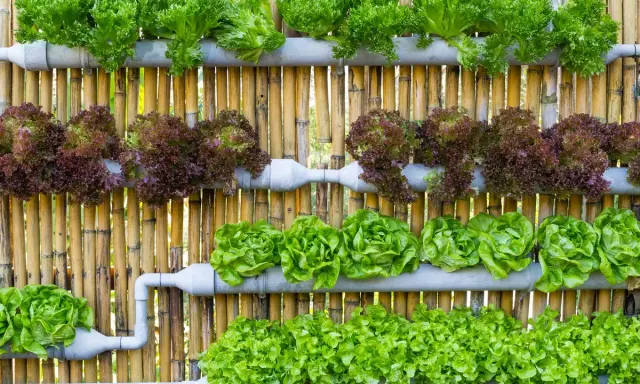 Variedad de lechugas en un sistema de cultivo hidropónico casero, montado sobre una pared de bambú.