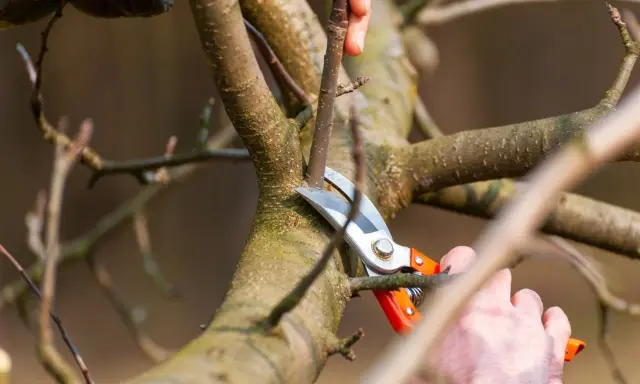 Maintenant, apprenons comment tailler un vieux pommier. Des mains coupent une branche avec un sécateur orange sur un arbre noueux.