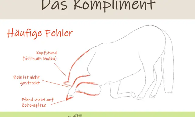 Illustration zeigt häufige Fehler beim Pferd Kompliment beibringen: Kopfstand, gestrecktes Bein, Zehenspitze.