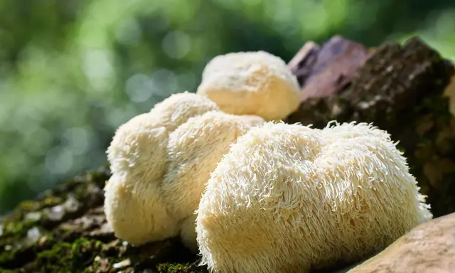 Soplówka jeżowata na pniu. Choć znana z dobroczynnego wpływu, warto pamiętać o potencjalnych skutkach ubocznych jej stosowania.