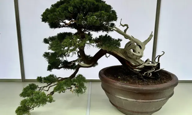 Piękny jałowiec bonsai, idealny przykład jak zacząć przygodę z miniaturowymi drzewkami.