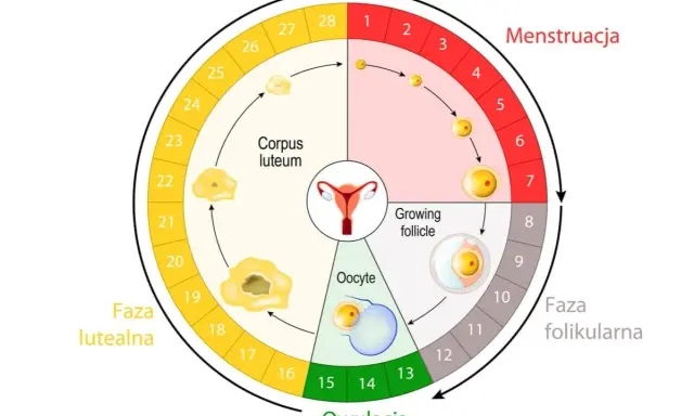 Cykl menstruacyjny: owulacja ok. 14 dnia, a okres zazwyczaj ok. 14 dni po owulacji.