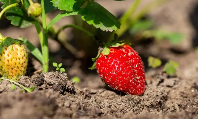 Reife und unreife Erdbeeren wachsen im Boden. Ein perfekter Moment, um zu lernen, wie man Erdbeeren vermehrt.