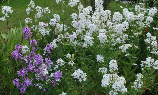Un parterre de fleurs sauvages, avec des grappes de monnaie du pape blanches et violettes, se mêlant à des marguerites.