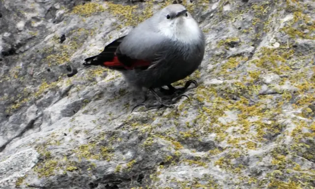 Kleiner Vogel mit roten Flügeln auf moosbewachsenem Felsen bei der Foz de Lumbier.