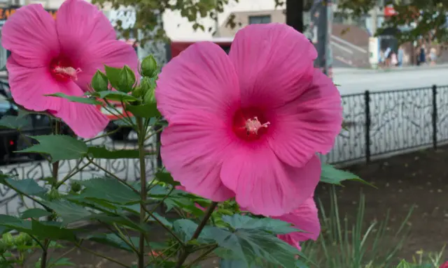 Hibiscus à grandes fleurs roses, prêtes à éclore. L'entretien facile de ces beautés assure une floraison spectaculaire.