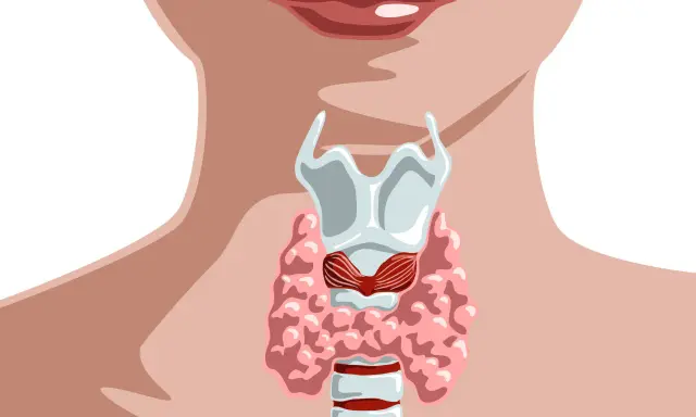 Anatomia szyi z widocznym krtanią i tarczycą. ft3.