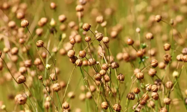 A field of dried flax seed pods, ready for harvest. These pods will yield the valuable flax fiber used for textiles and linen.
