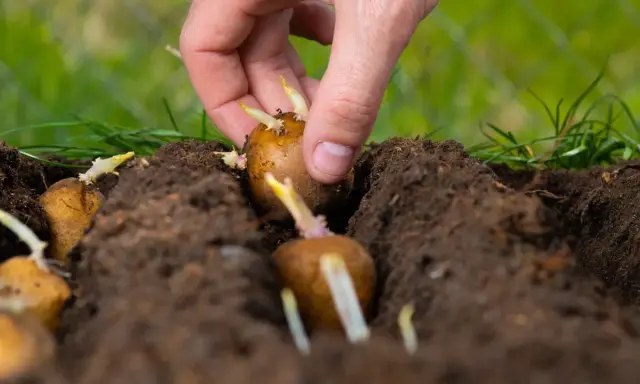 Main d'une personne plantant une pomme de terre germée dans la terre. Les germes blancs et violets sont visibles.